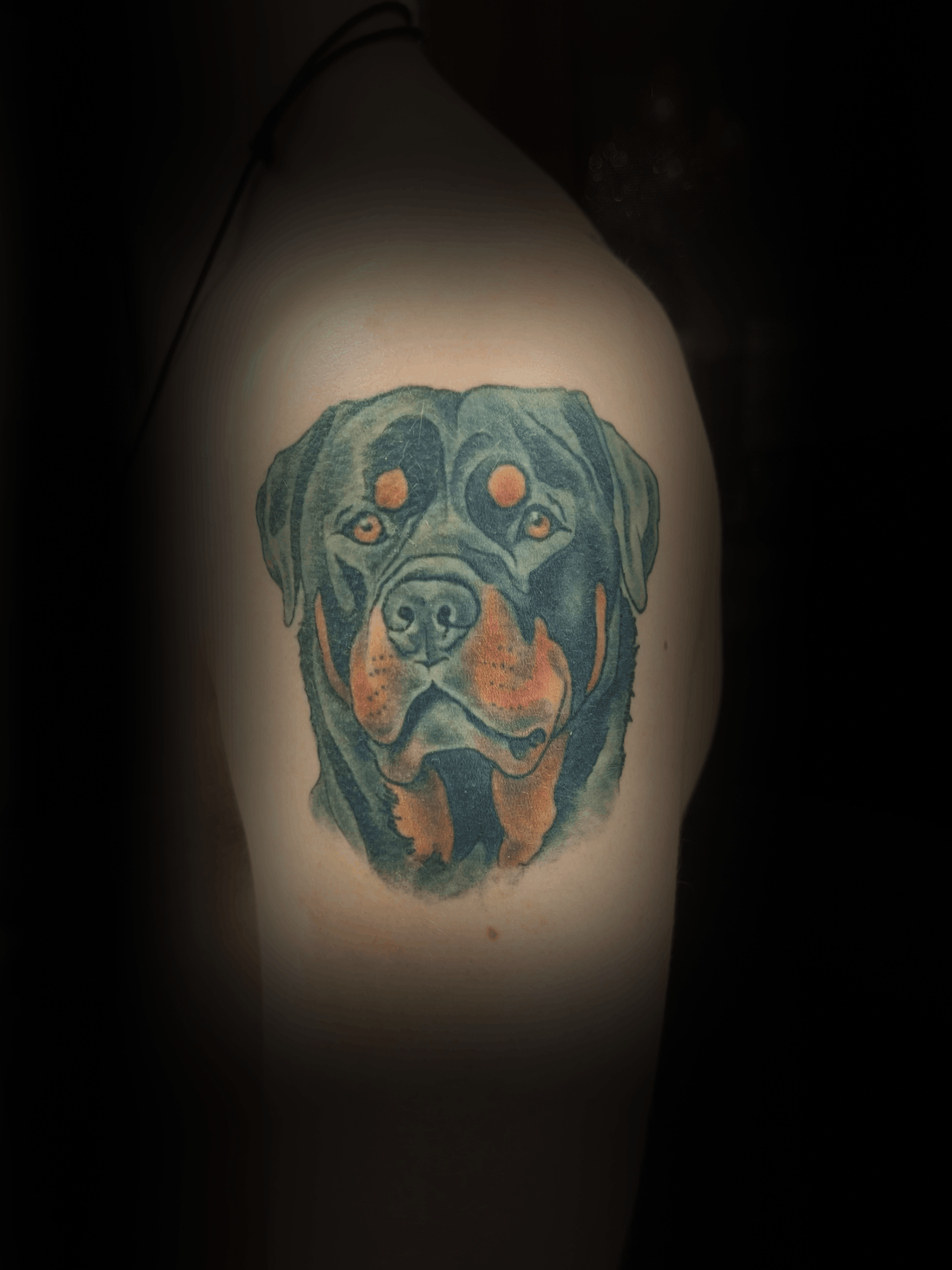 An image of a custom tattoo from Kevin Younger's Lucky Cat Tattoo Parlour: a design featuring a full colour Rottweiler dog portrait